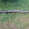 olds railroad bumper - Image 2